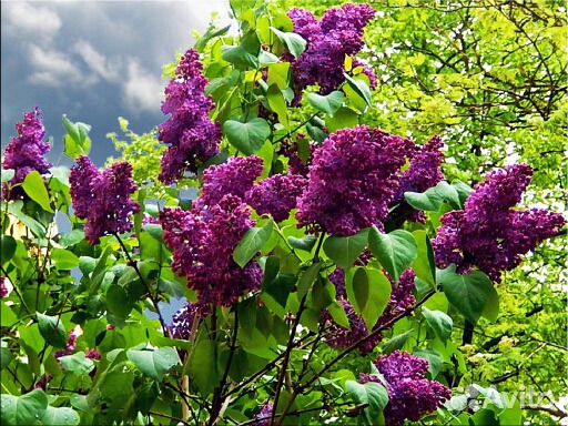 Сирень (саженцы)