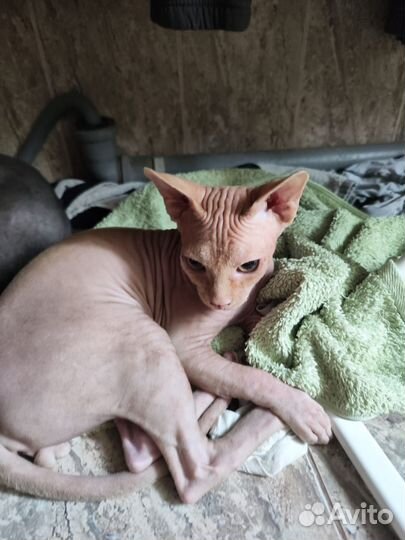 Канадский сфинкс