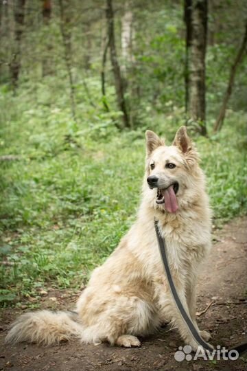 Пэтти - сладкий пирожок ищет Дом