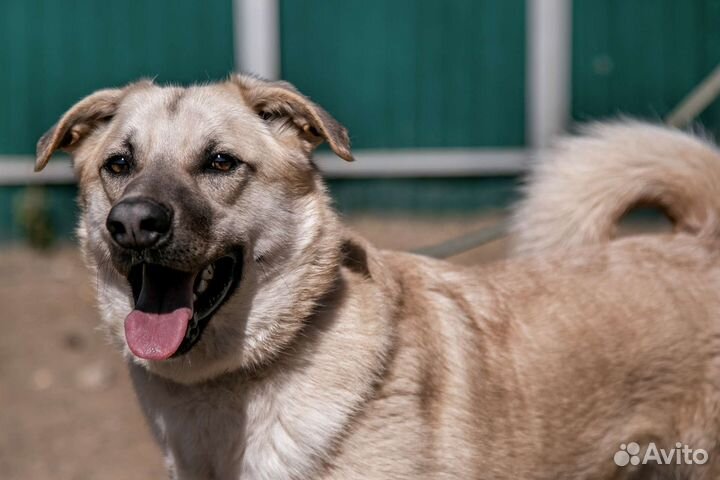 Бывшедомашний молодой пес Байк