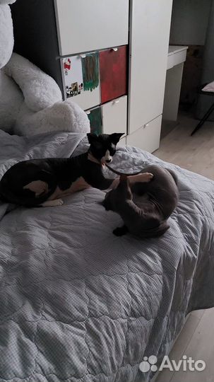 Канадский сфинкс котенок