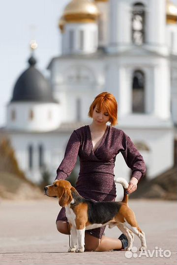Кобель для вязок