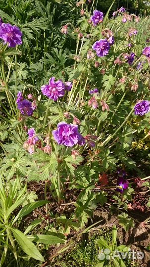 Многолетники: герань(6 сортов), ромашка, кореопсис