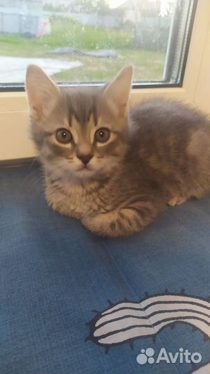 Вислоухие котята