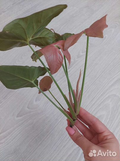 Сингониумы сортовые