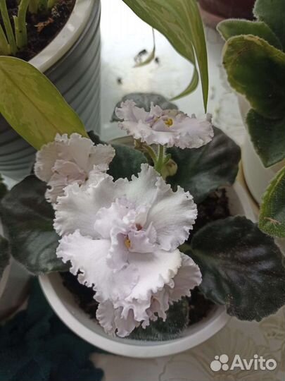 Фиалка в горшке