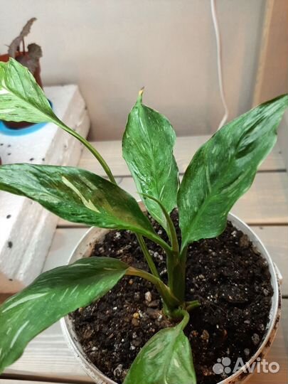 Спатифиллум домино