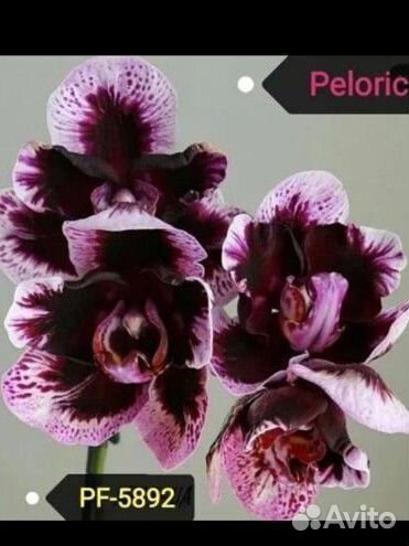 Орхидея Мутант