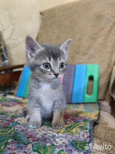Кошка в дар бесплатно
