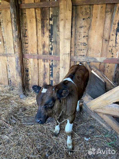 Телёнок - бычок