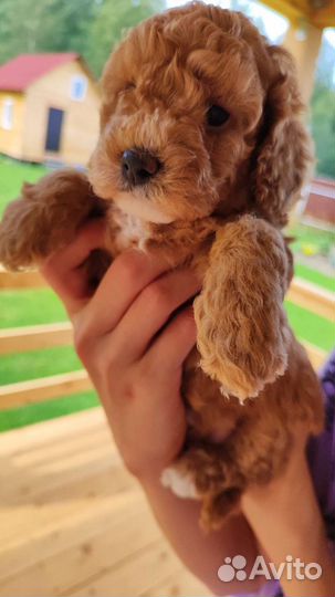 Карликовый пудель девочки