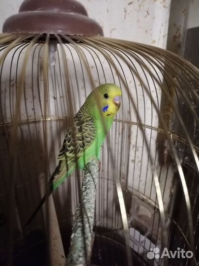 Птенцы волнистый попугай