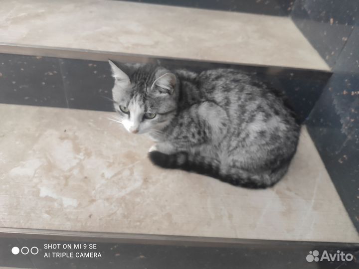 Отдам кота бесплатно (мальчик)