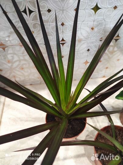 Драцена пальма краснолистная комнатные цветы