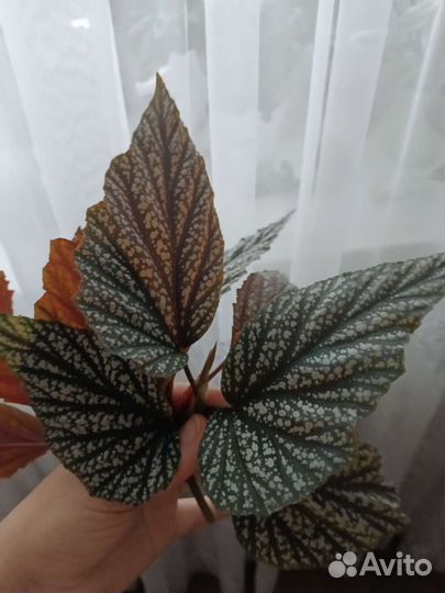 Бегония декоративно лиственная почтой