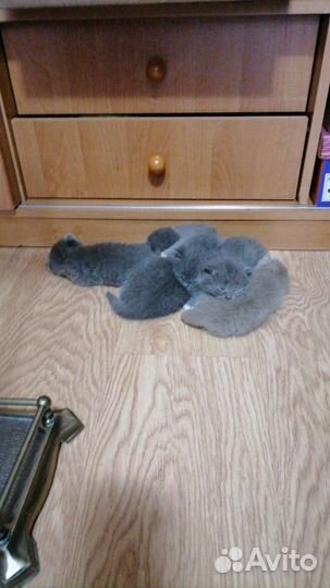 Британская