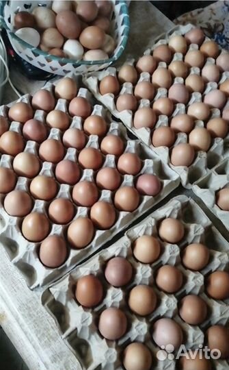 Домашние куриные яйца