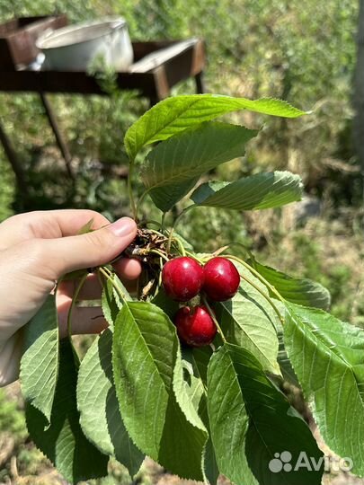Черешня оптом продажа
