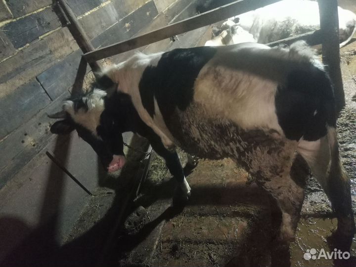 Бык племенной