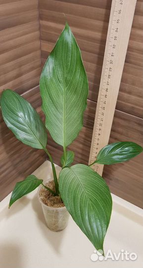 Спатифиллумы сортовые