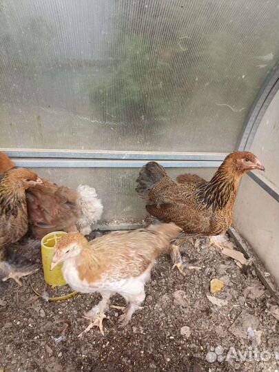 Куры брама куропатчатая