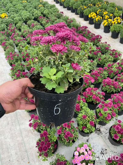 Хризантема мультифлора оптом