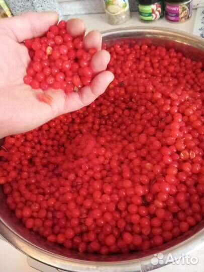 Калина ягода