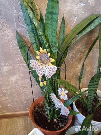 Сансевиерия