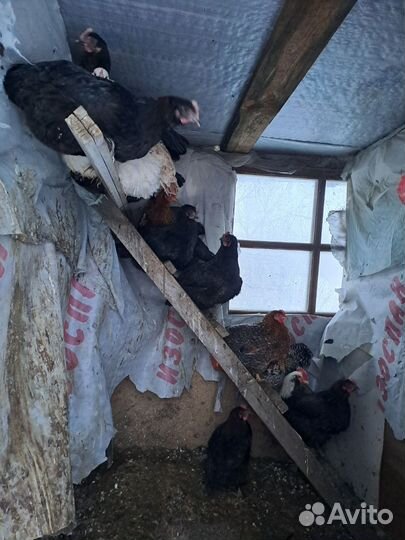 Куры брама, петухи разных пород