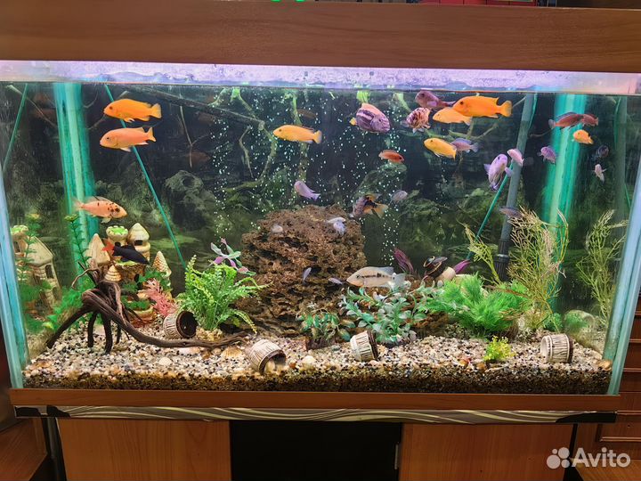 Малёк маловийской цихлиды