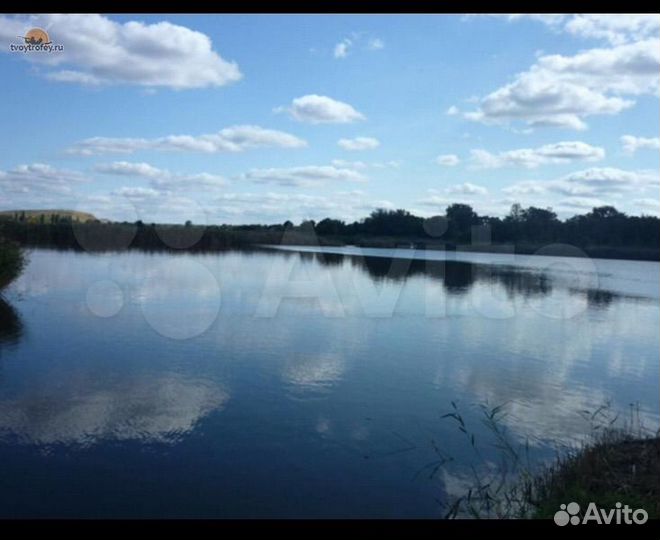 Австралийский красноклешневый рак