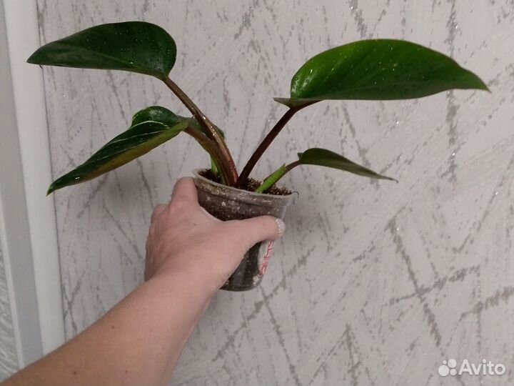 Филодендрон