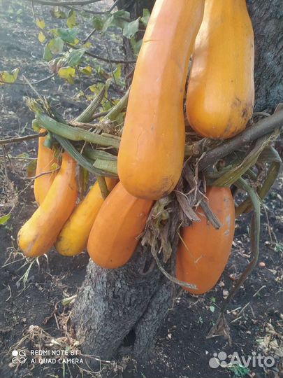 Кабачки и тыкву