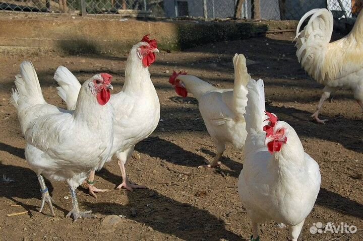 Куры несушки с доставкой