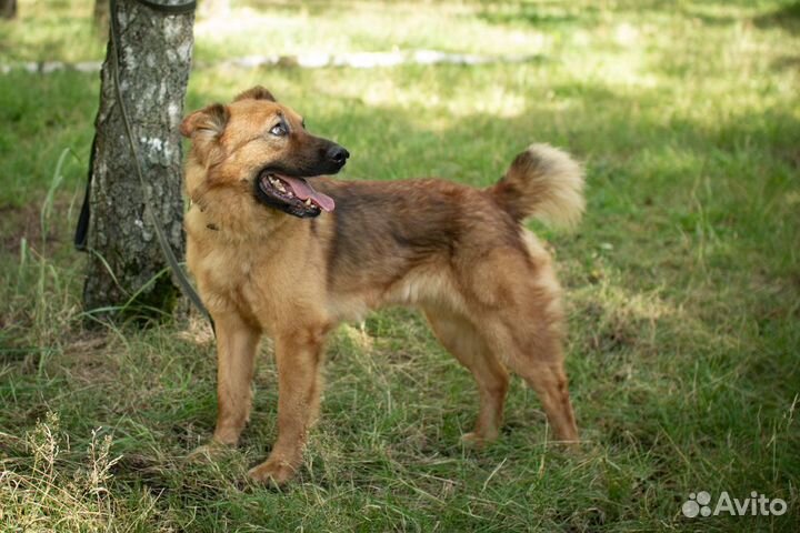 Умный пёс Кай ищет свою семью