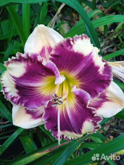 Продаю сортовые лилейники, пионы, печеночницы