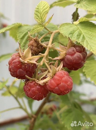 Саженцы.Ремонтантная малина красная