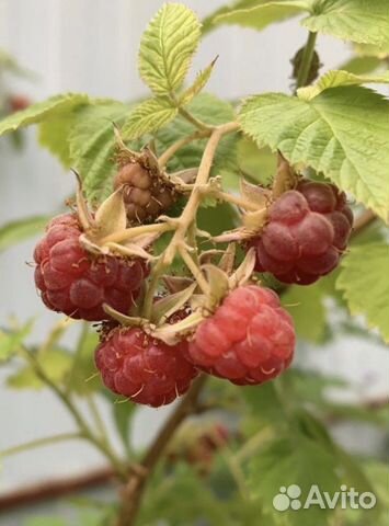 Саженцы.Ремонтантная малина красная