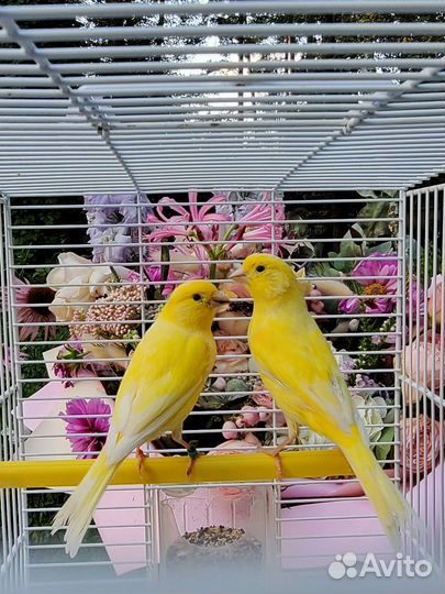 Кенара и канарейки