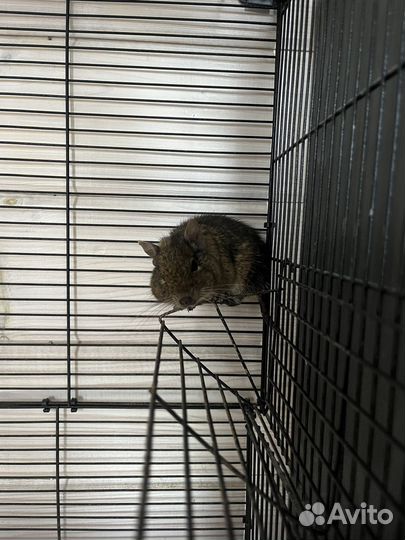 Белка дегу самец/мальчик