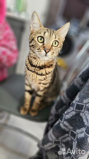 Бенгальские котята