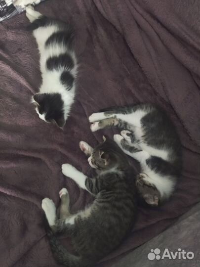 Шотландская кошка в дар