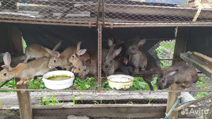 Кролики