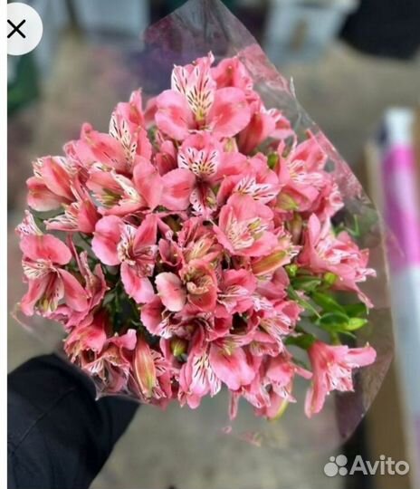 Альстромерия срез