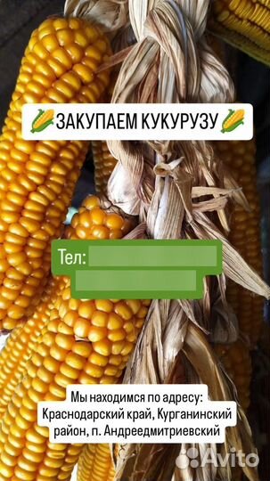 Кукуруза