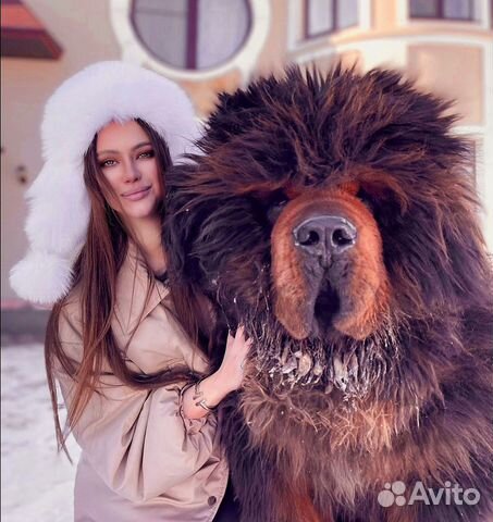 Тибетский мастиф Медвежий тип