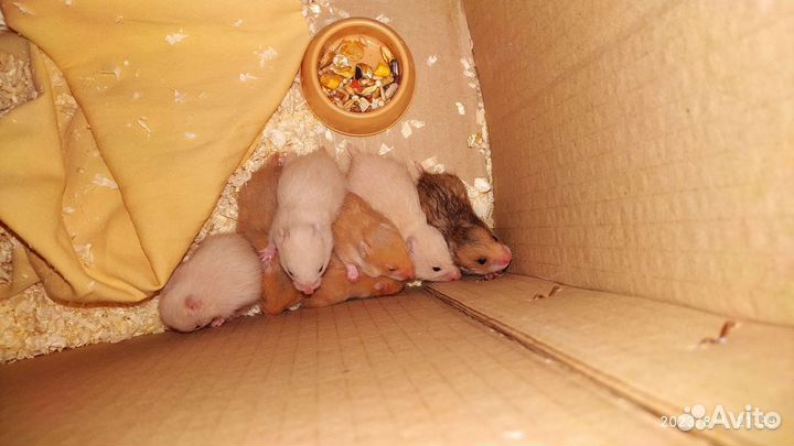 15 июля родились сирийские хомячки милые