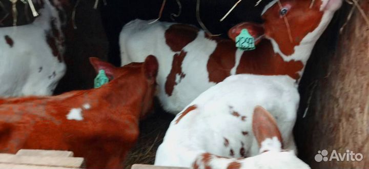 Телята с бесплатной доставкой