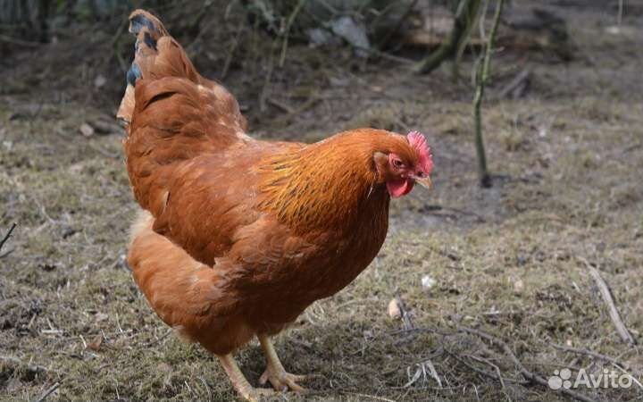Куры несушки продам