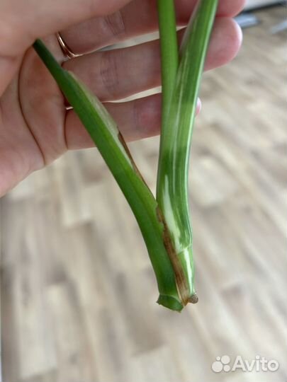 Монстера альба